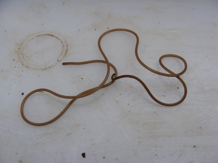 Horsehair worm The Wildlife Trusts